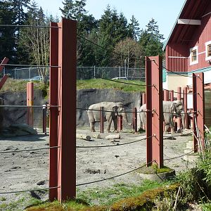 Asian Forest Sanctuary - Elephant Exhibit