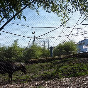 Asian Forest Sanctuary - Rotation Exhibit