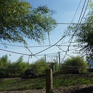 Asian Forest Sanctuary - Rotation Exhibit