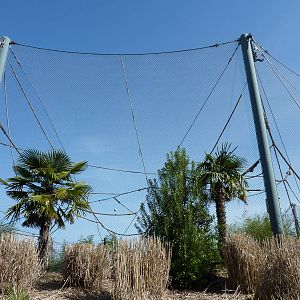 Asian Forest Sanctuary - Rotation Exhibit