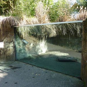 Asian Forest Sanctuary - Rotation Exhibit