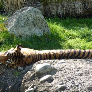 Asian Forest Sanctuary - Sumatran Tiger