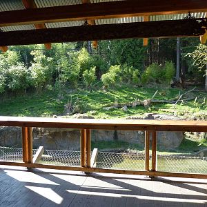 Asian Forest Sanctuary - Rotation Exhibit