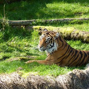 Asian Forest Sanctuary - Sumatran Tiger