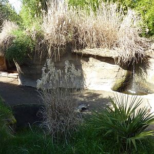 Asian Forest Sanctuary - Rotation Exhibit