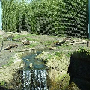 Asian Forest Sanctuary - Rotation Exhibit