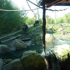 Asian Forest Sanctuary - Rotation Exhibit