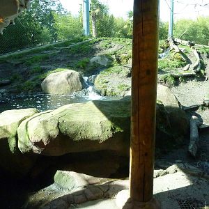 Asian Forest Sanctuary - Rotation Exhibit