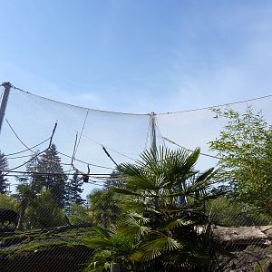 Asian Forest Sanctuary - Rotation Exhibit