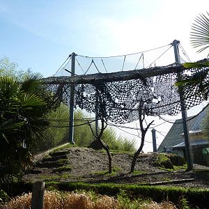 Asian Forest Sanctuary - Rotation Exhibit