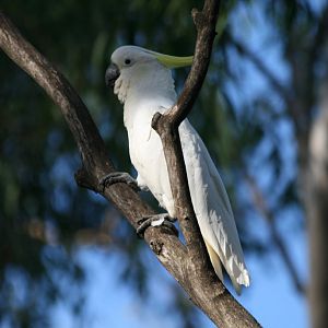 Wild Cockatoo