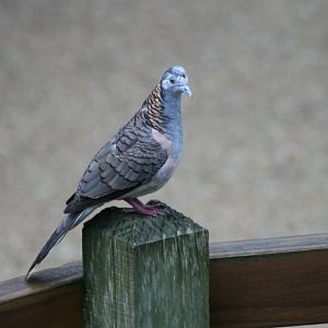 Barshouldered Dove