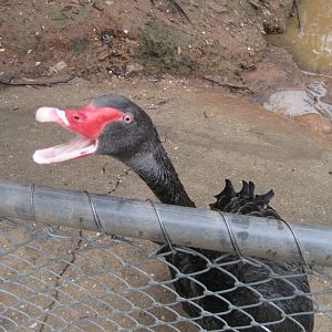 Black Swan on the attack