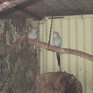 Blue Princess Parrots