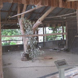 Budgie cage with Reeves Pheasant