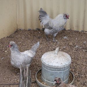 Chooks of some sort