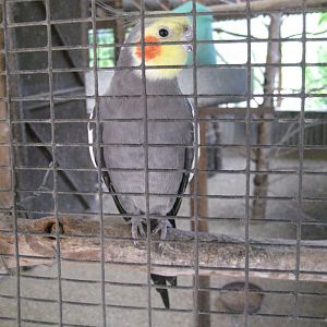 Cockatiel male