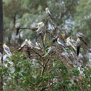 Flock of Cockatiels