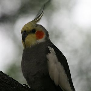 Cockatiel male