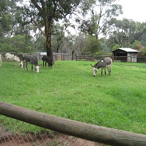 Donkey paddock