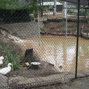 Duckpond