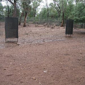 Eastern Grey Kangaroo Enclosure
