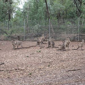 Eastern Grey Kangaroos