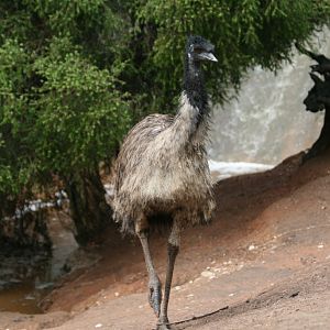 Emu