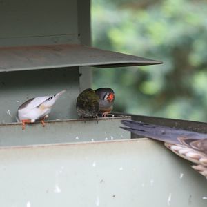 Finches