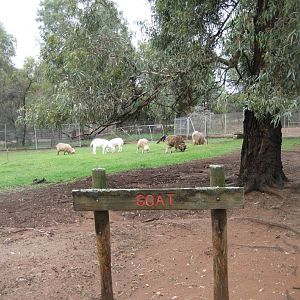 Sheep and Goat enclosure