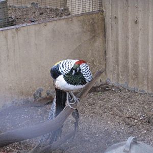 Lady Amherst Pheasant