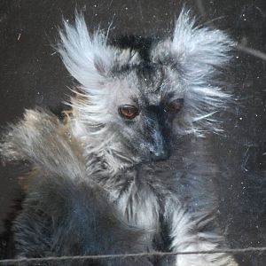 Female Black Lemur