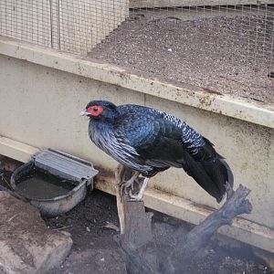 Nepal Kalij Pheasant