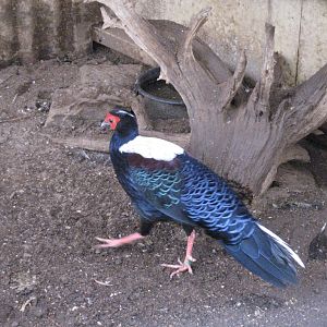 Swinhoes Pheasant