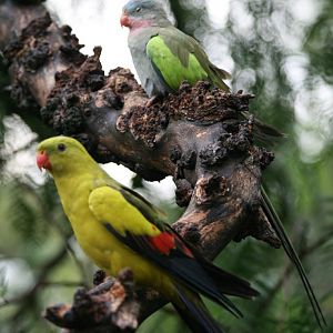 Princess and Regent Parrot
