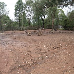 Red Kangaroo Enclosure