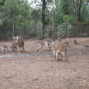 Red Kangaroos