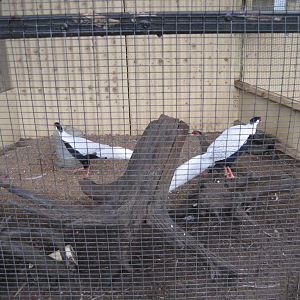 Silver Pheasants