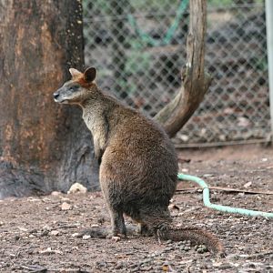 SWamp Wallaby