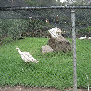White Peafowl