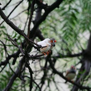 Zebra Finches