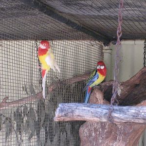 Eastern Rosellas