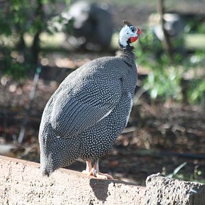 Helmeted Guineafowl