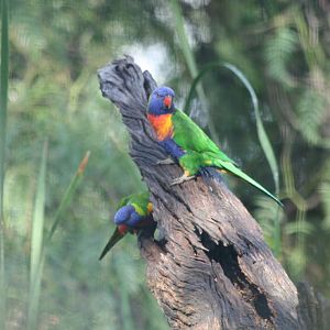 Rainbow Lorikeets inspecting a possible home
