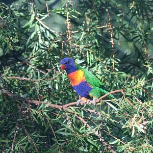 Rainbow Lorikeet
