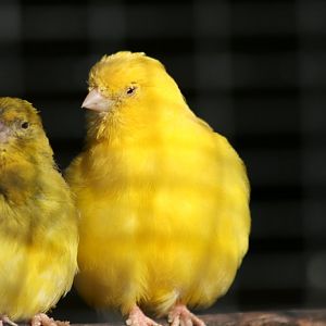 Canaries
