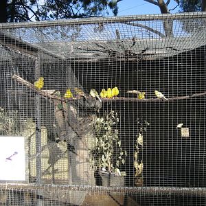 Canary cage