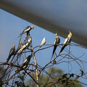 Flock of Cockatiels