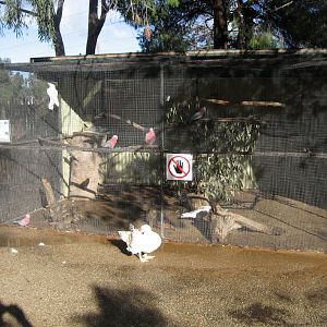 Cockatoo Cage