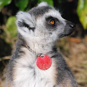Ring Tailed Lemur
